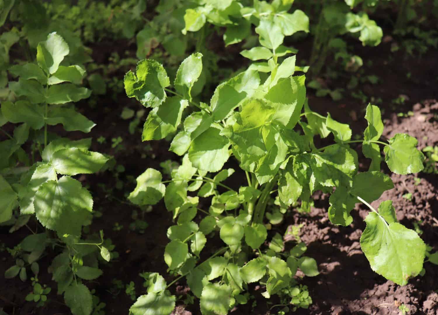 Sium sisarum, commonly known as skirret 