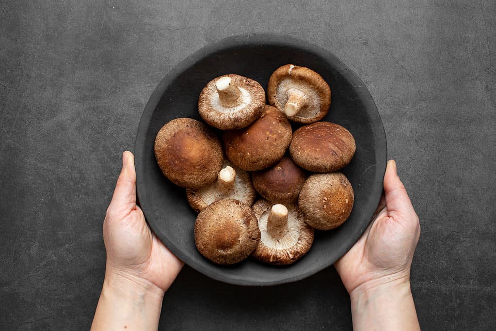 Bowl of shiitake mushrooms held by human hands
