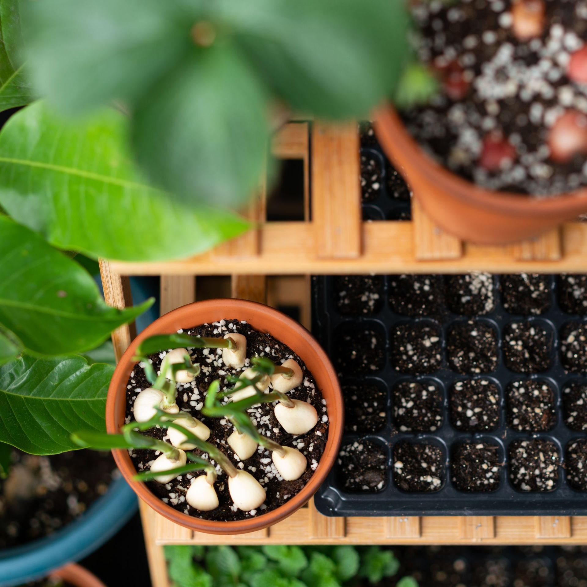 Garlic sprouts growing in pots