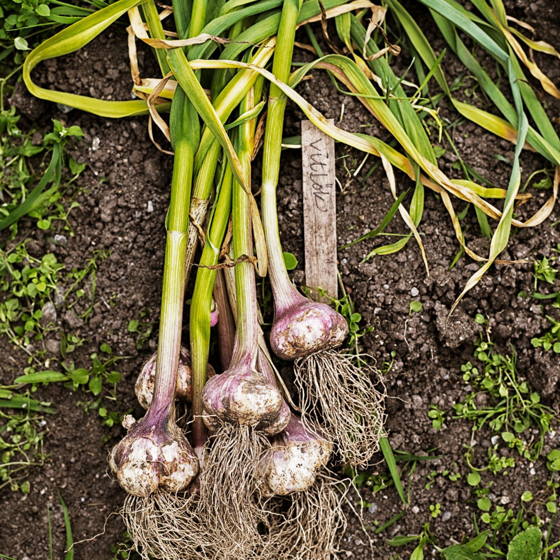 A high-angle view of garlic plants