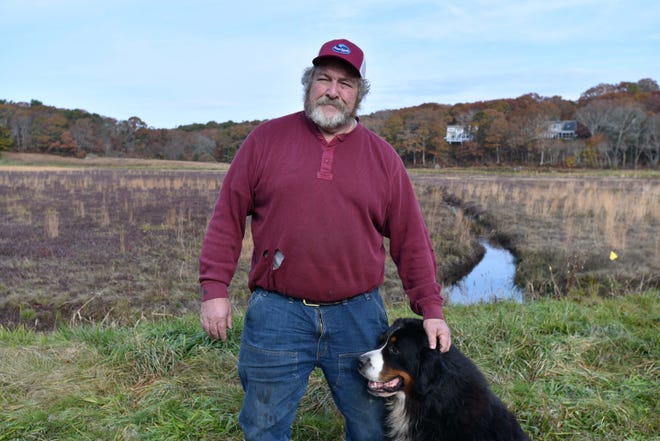 Cranberry farmer Brian Handy with his dog, Dawson, stands beside a bog on Nov. 14 in North Falmouth. The bog has been in production for over 100 years. "I'll keep going as long as I can," Handy said. He is hopeful of finding a successor among his workers.