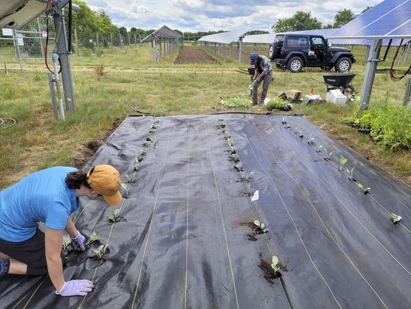 Images of an agrivoltaic pilot project
