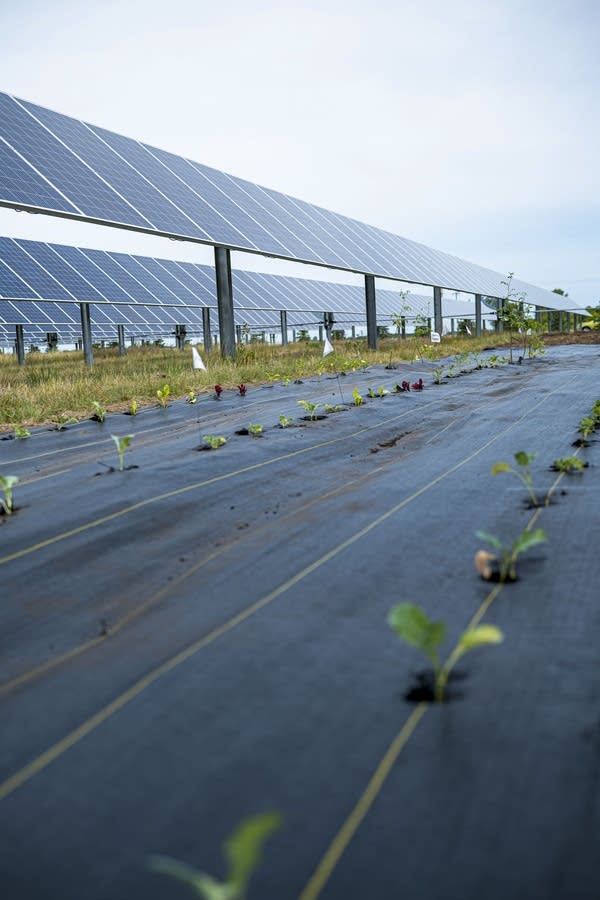 Images of an agrivoltaic pilot project