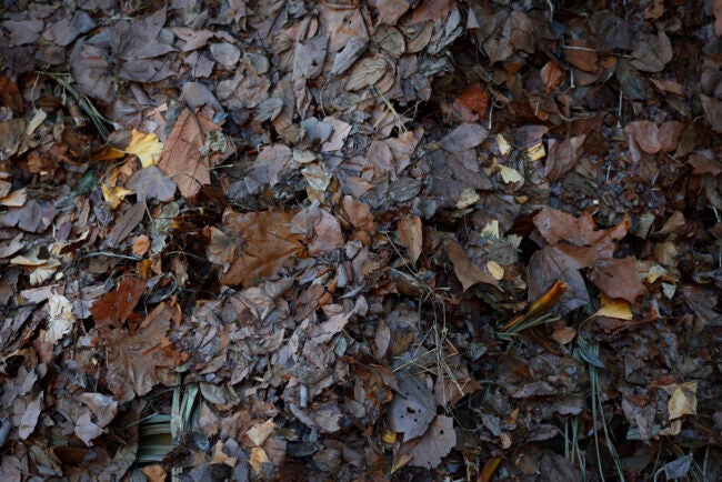 A pile of old dark colored and dampened leaves.
