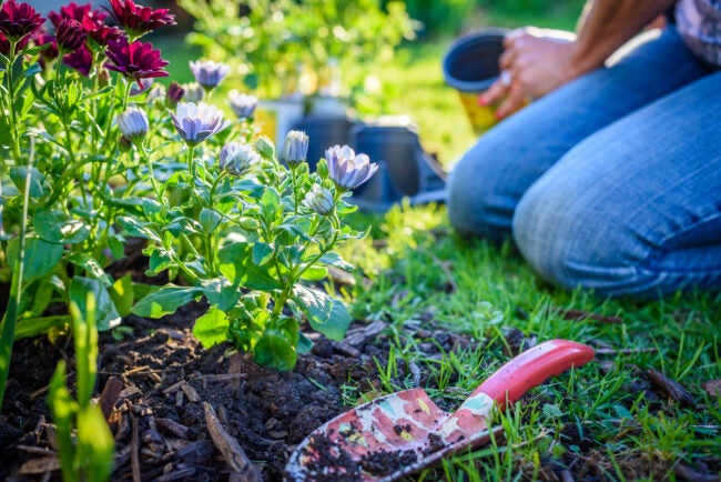 A close view of a flower bed with mulch where a woman gardener kneels nearby where she has just put down her trowel.