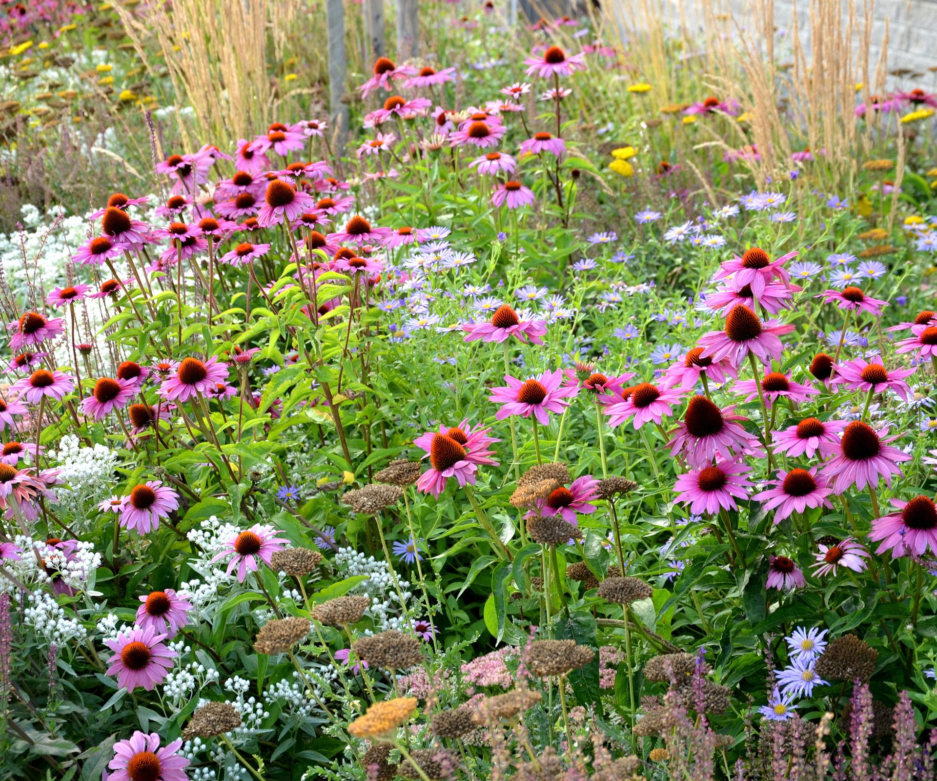 prairie planting with rudbeckia