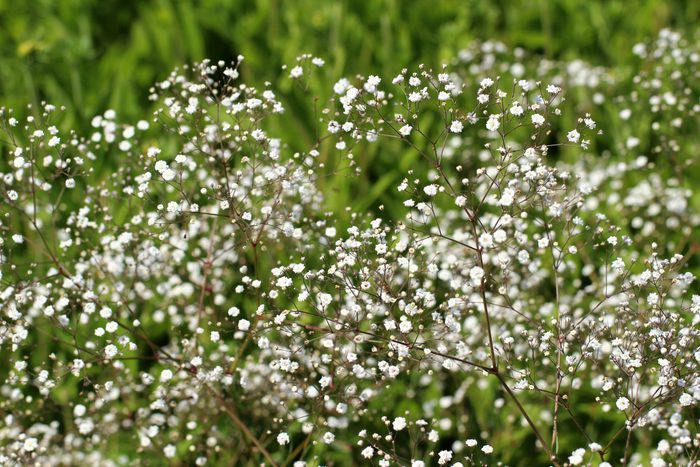 Gypsophila