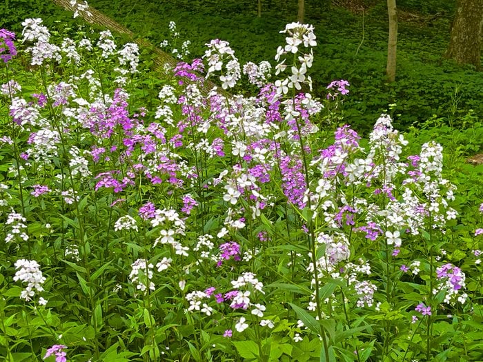 Dame's Rocket growing wildly in early June