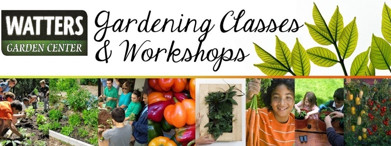 Gardening, houseplants, Ken Lain, The Mountain Gardener, Prescott, Watters Garden Center, Yellow leaves,