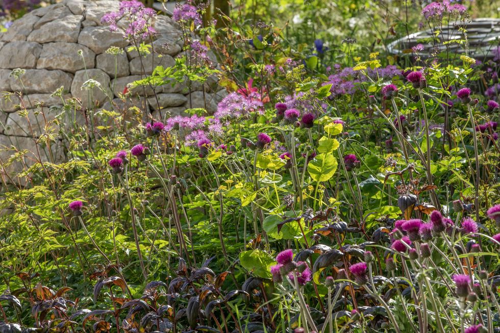 inside horatio's garden, chelsea flower show's best show garden