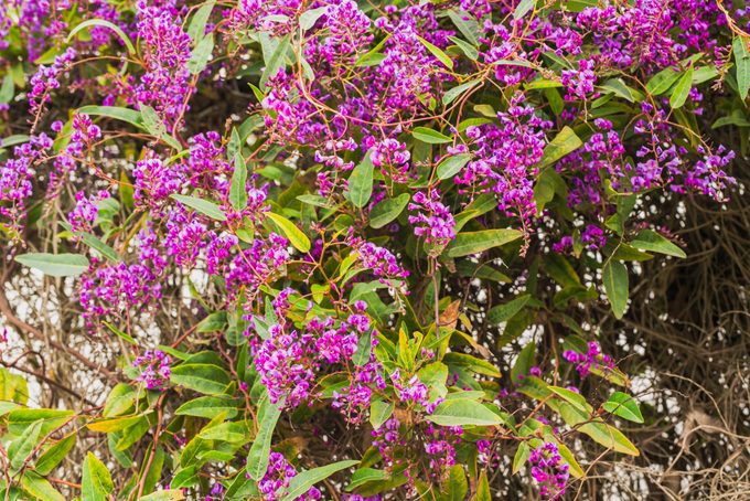 An evergreen plant with beautiful purple-magenta flowers in bloom in the city park. Hardenbergia violacea, Happy Wanderer, blossom