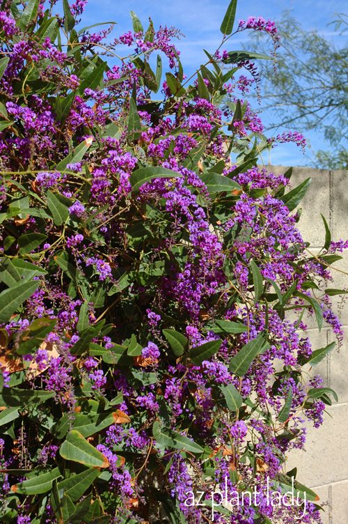 purple lilac vine