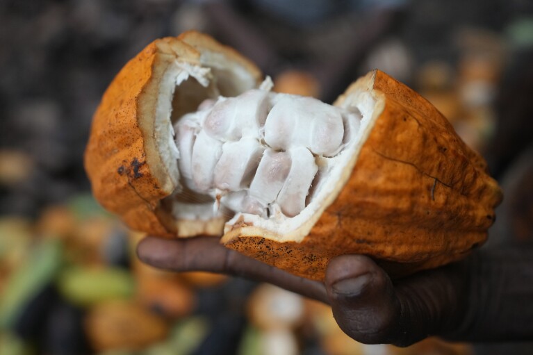 Babatunde Fatai, a cocoa farmer, holds a cocoa pod at a farm inside the conservation zone of the Omo Forest Reserve in Nigeria, Monday, Oct. 23, 2023. (AP Photo/Sunday Alamba)