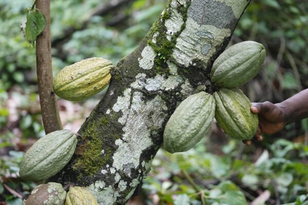 A farmer checks cocoa pods at his farm inside the conservation zone in the Omo Forest Reserve in Nigeria Wednesday, Aug. 2, 2023. (AP Photo/Sunday Alamba)
