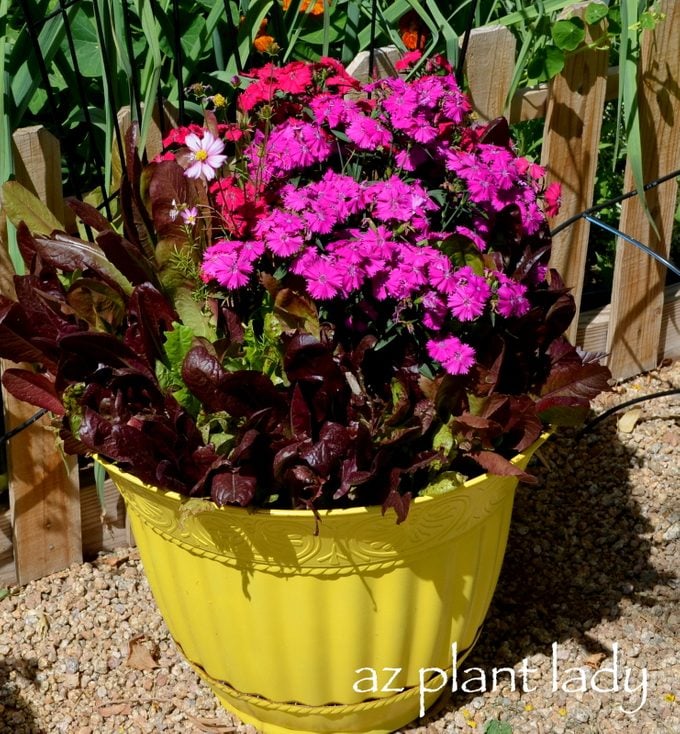 companion flowers for vegetables
