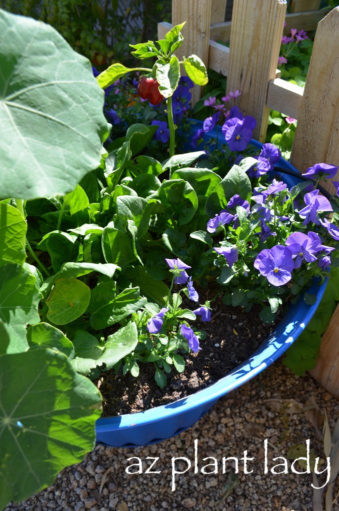 companion flowers for vegetables