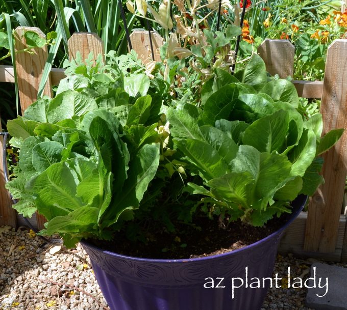 vegetable container