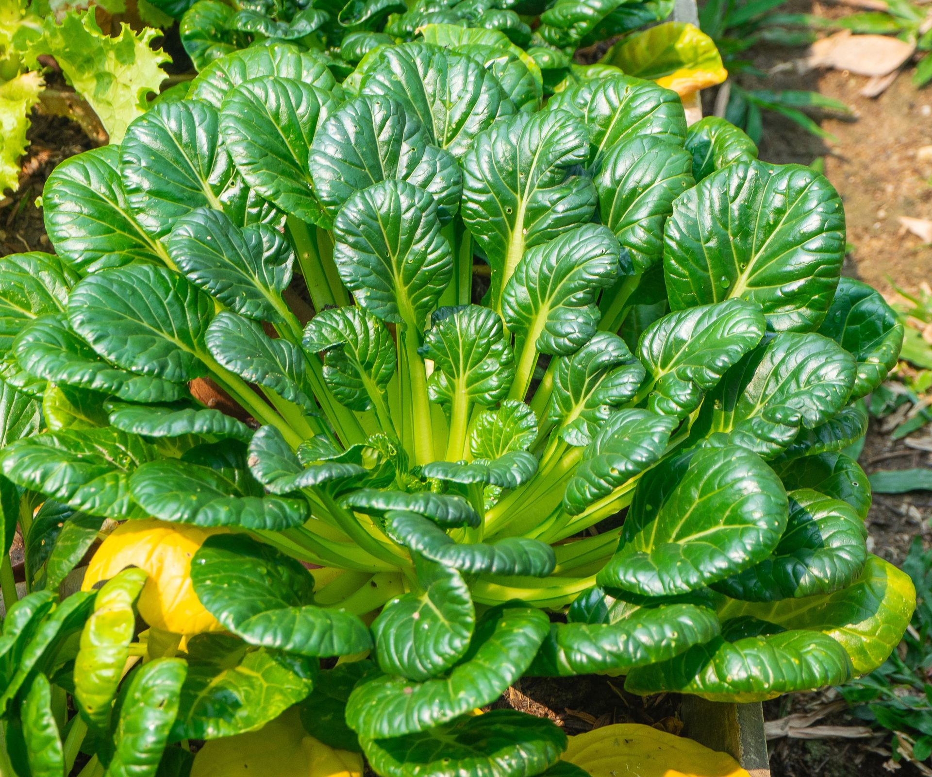 Close-up of a tatsoi plant growing