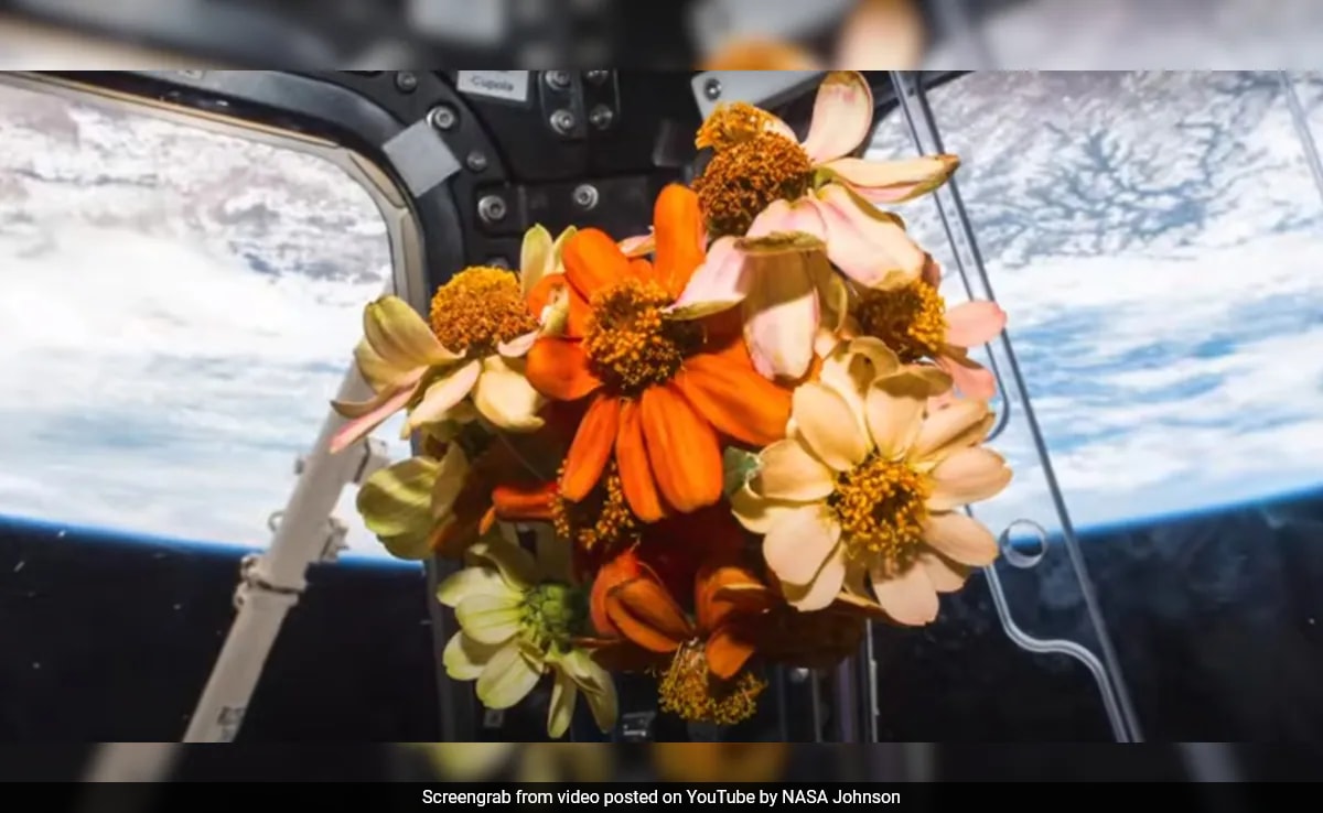 Flower Garden To Dancing Flames, NASA Shares Science Experiments Conducted In Space In 2023