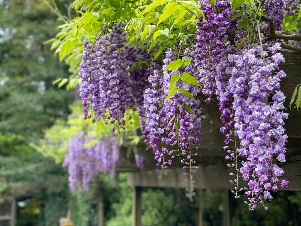 “That’s literally why it’s invasive — it can enter the wild unintentionally."