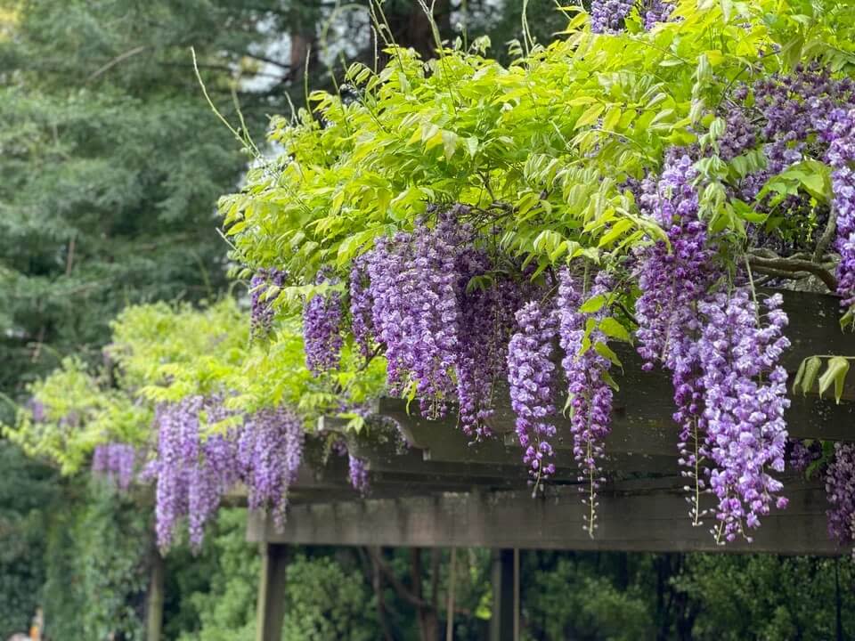 “That’s literally why it’s invasive — it can enter the wild unintentionally."