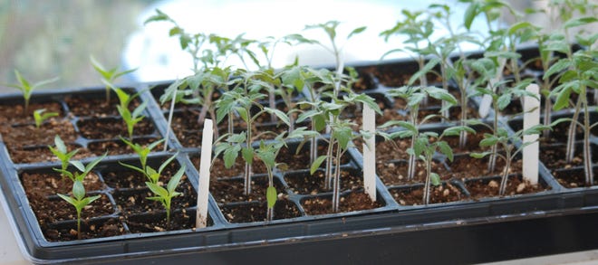 Start vegetable seeds inside to get a jump on the growing season.