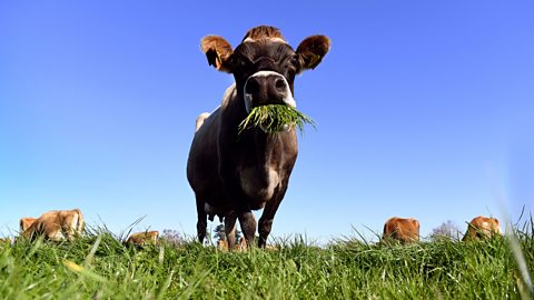 Getty Images New Zealand is harnessing a range of scientific tools, including methane-blocking vaccines, inhibitors and selective breeding, to curb its farming emissions (Credit: Getty Images)