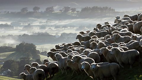 Getty Images New Zealand has found a way to breed flocks of lower methane-emitting sheep (Credit: Getty Images)