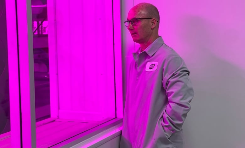 Barry Murchie, the president and CEO of Good Leaf Farms, is bathed in a pink-purple light from thousands of LED bulbs that are part of the company's indoor commercial farm operation. 