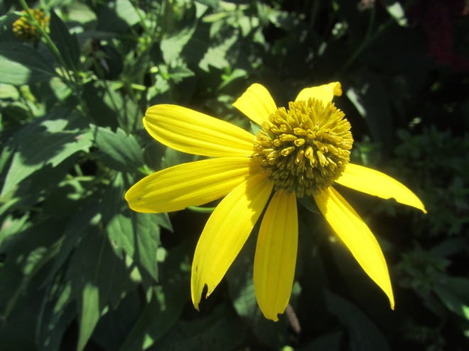 Cutleaf coneflowers are sometimes called cutleaf Rudbeckia.