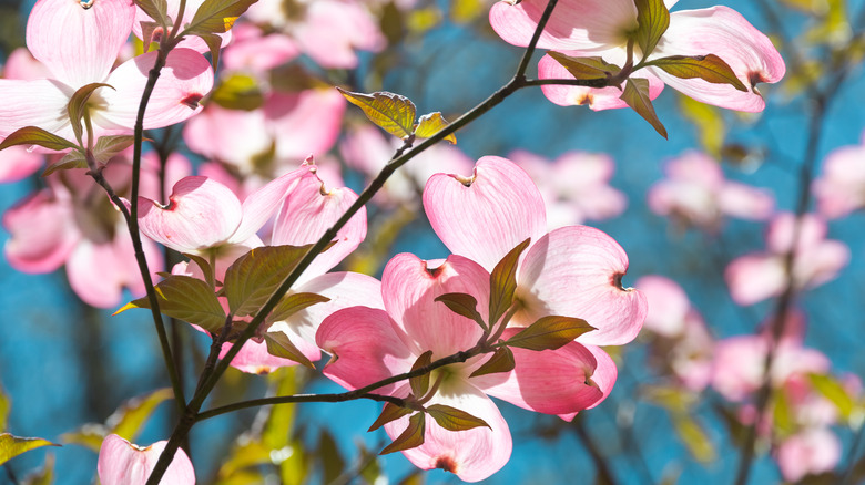 Pink dogwood blooms on branches