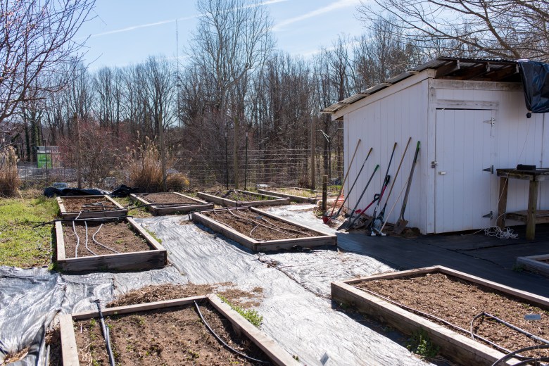 Wooden box garden beds are neatly raked with tubing laid across, next to a shed with tools leaning against the wall.