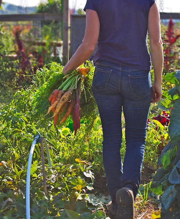 Heirloom carrots carried away from the garden by a woman in jeans.
