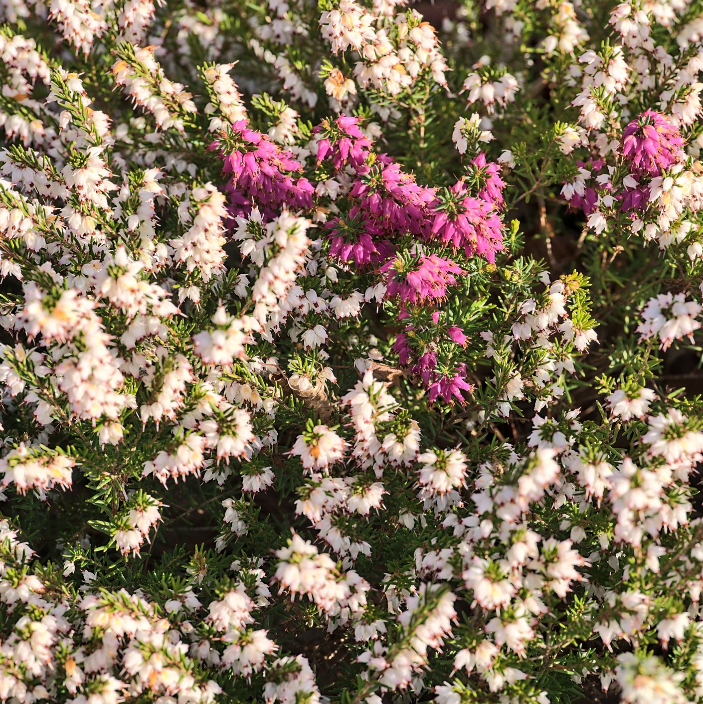 spring background of mediterranean white and purple heath erica arborea flowers