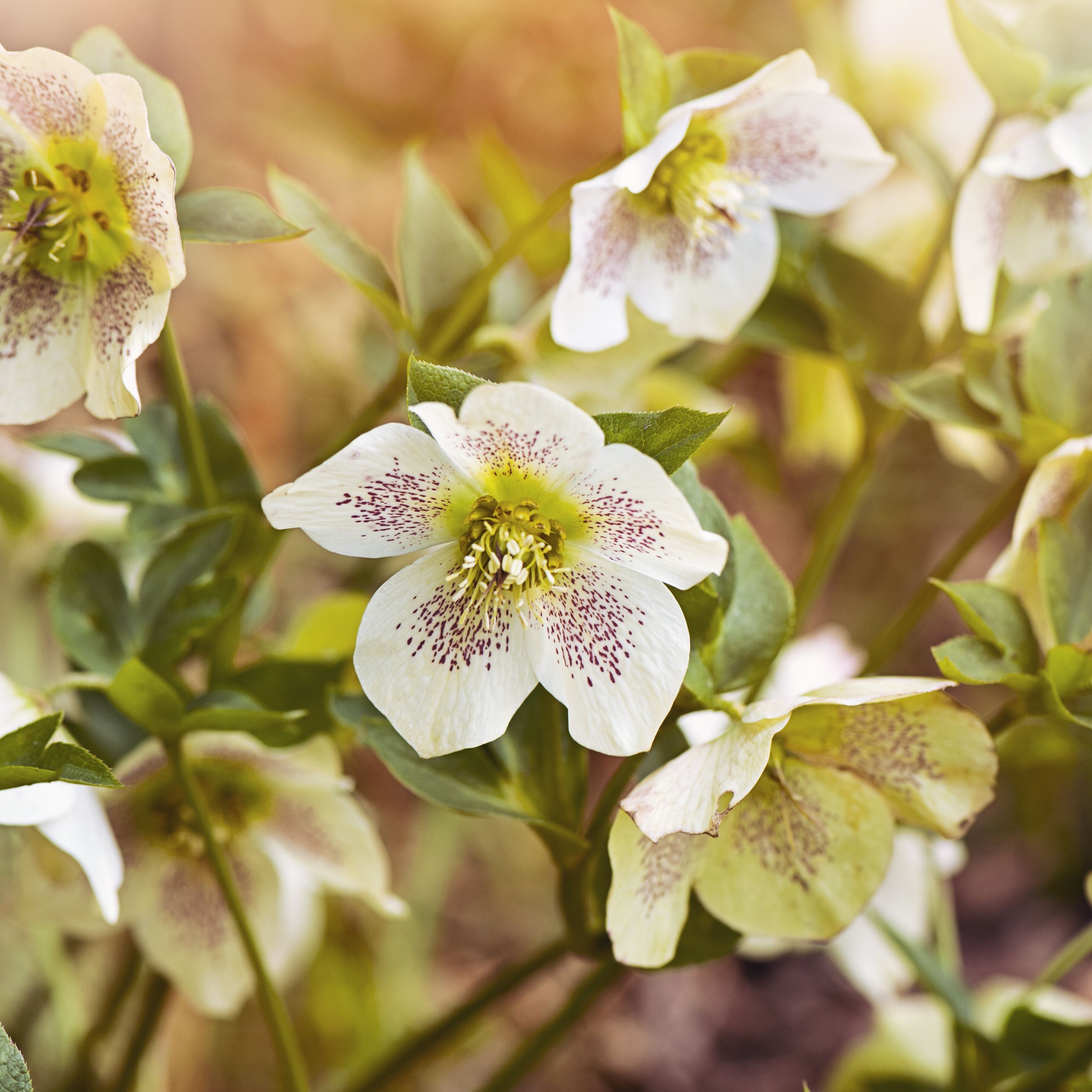 beautiful spring flowering hellebore flowers also known as lenten roses or christmas roses
