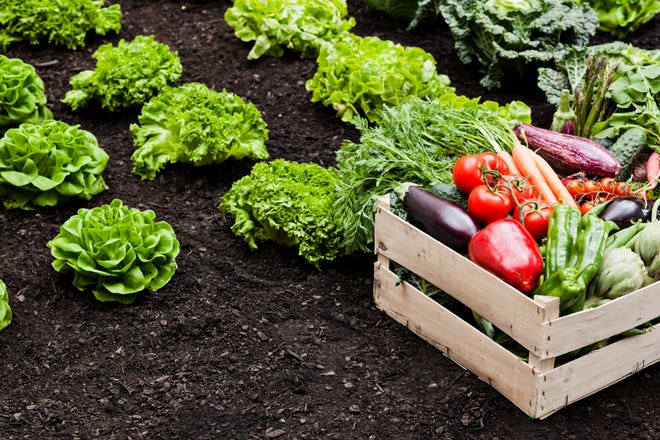 A vegetable garden