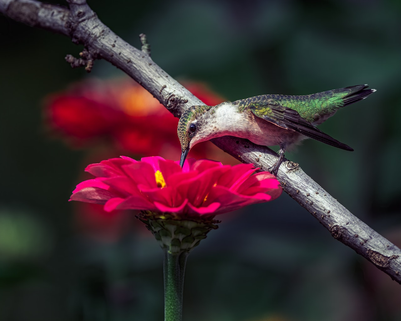 best companion flowers for garden