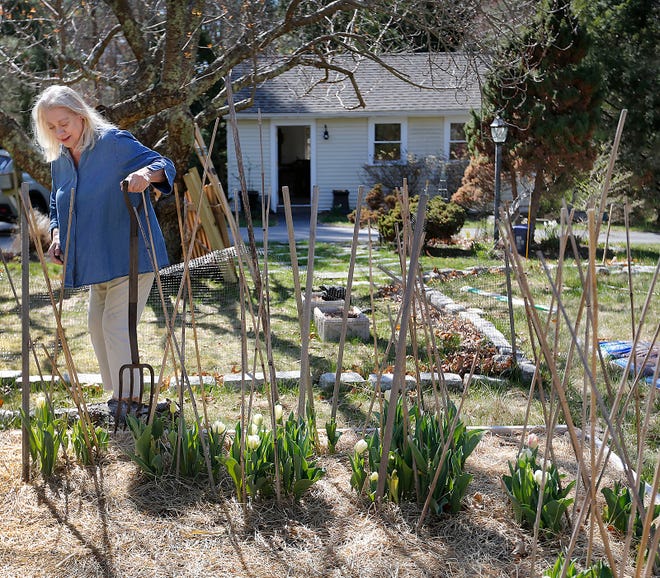 Dana Roberts tends to her new business, Water Street Flower Farm in Hanover.