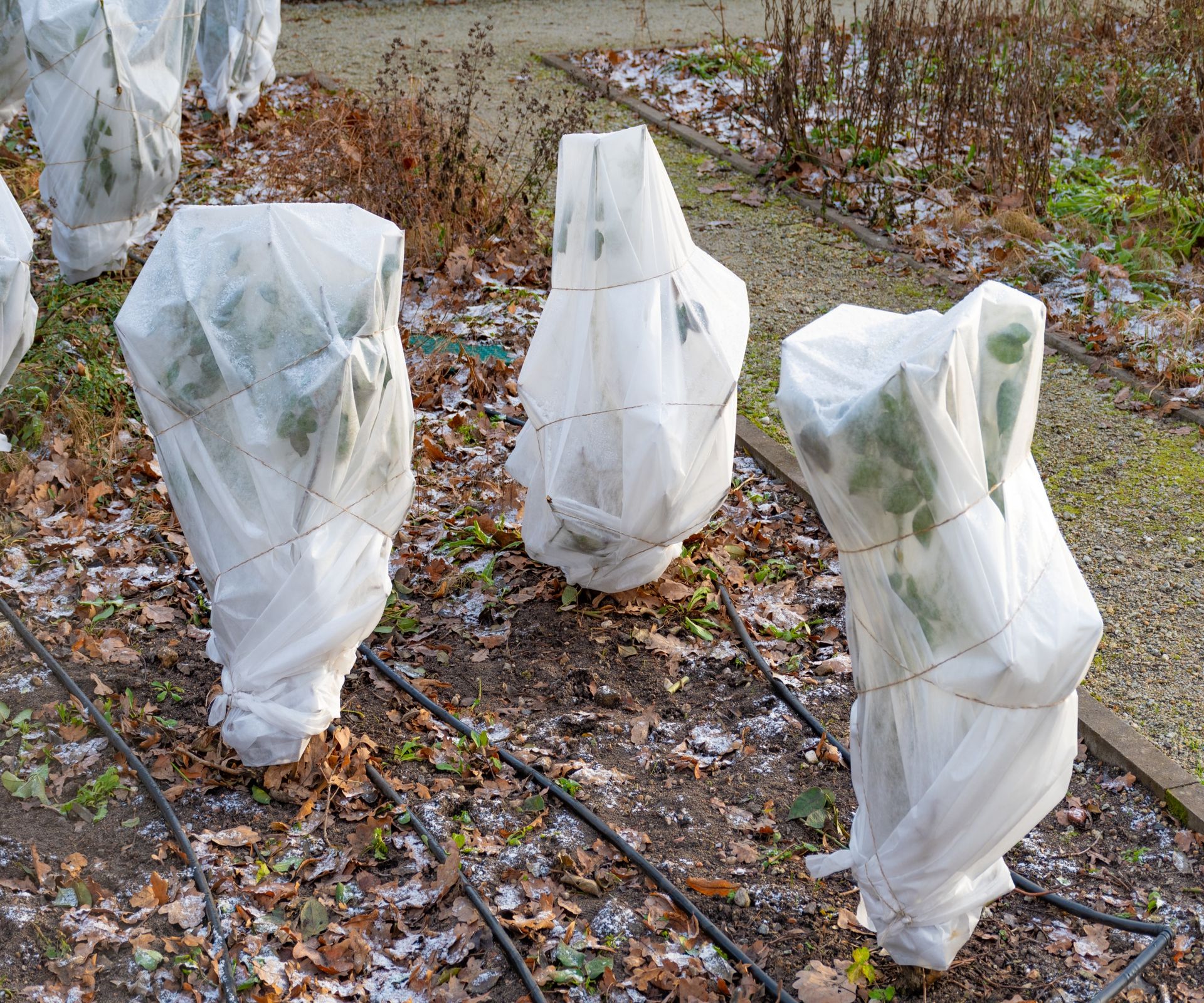 Young trees and shrubs protected with frost blankets