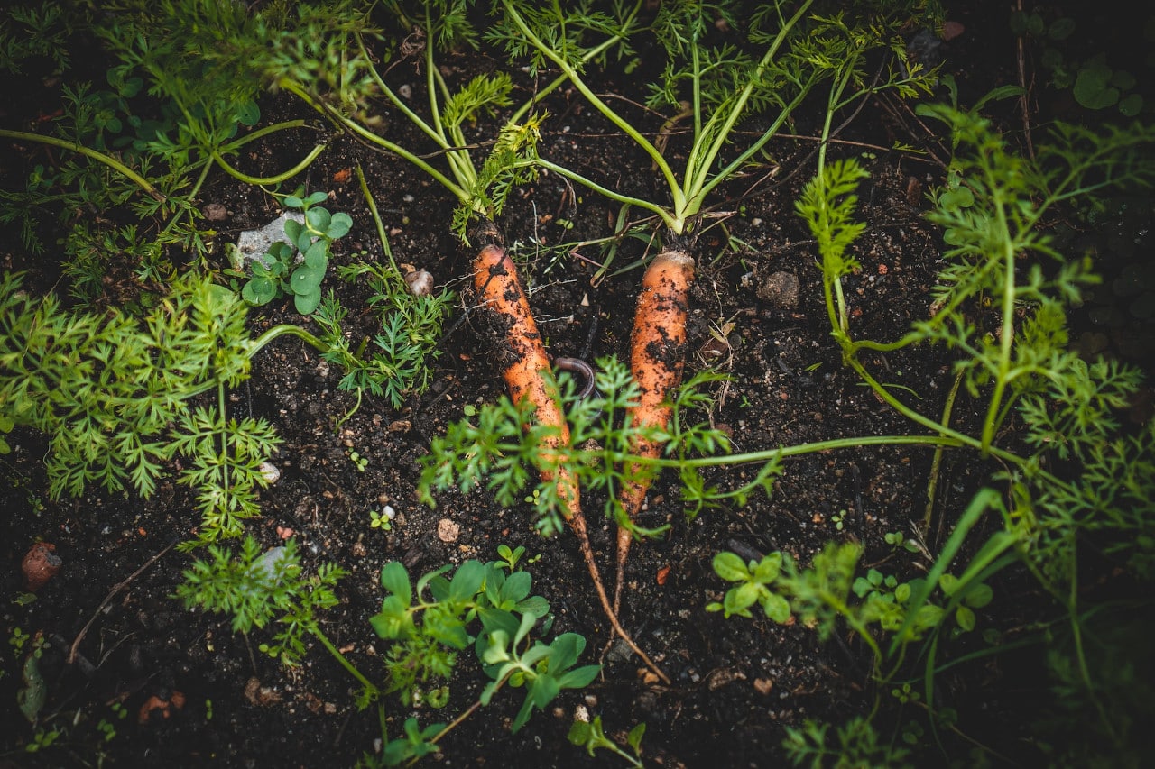 winter harvesting