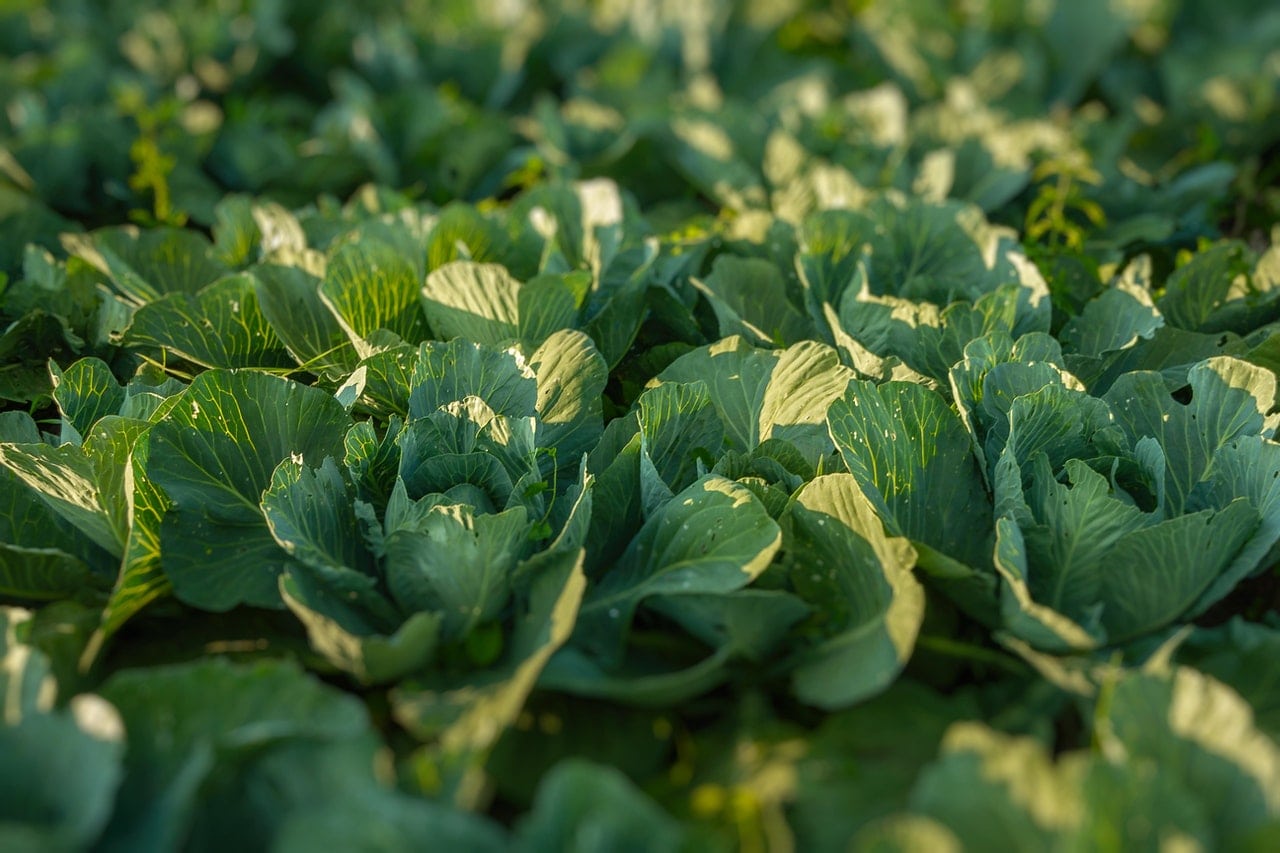 cabbage growing in winter