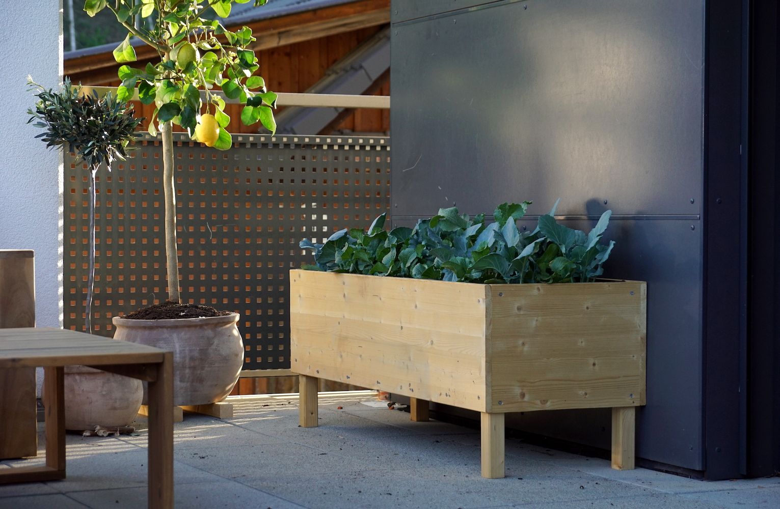 cabbages in a timber trough on a balcony
