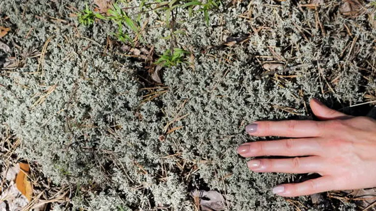Pine Needles