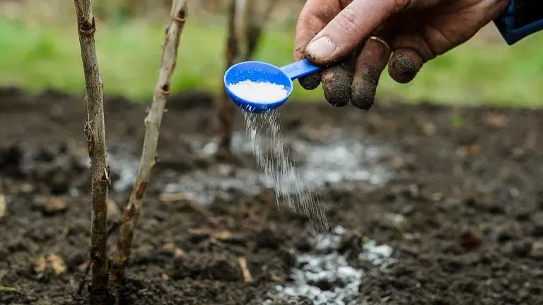 Person applying white granular substance, possibly Elemental Sulfur or Aluminum Sulfate, to soil near plants using a blue spoon