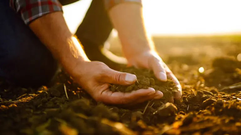 Hands examining quality of garden soil in sunlight