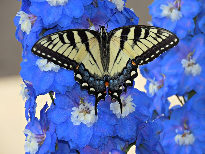 Tiger Swallowtail lands on blue Delphinium
