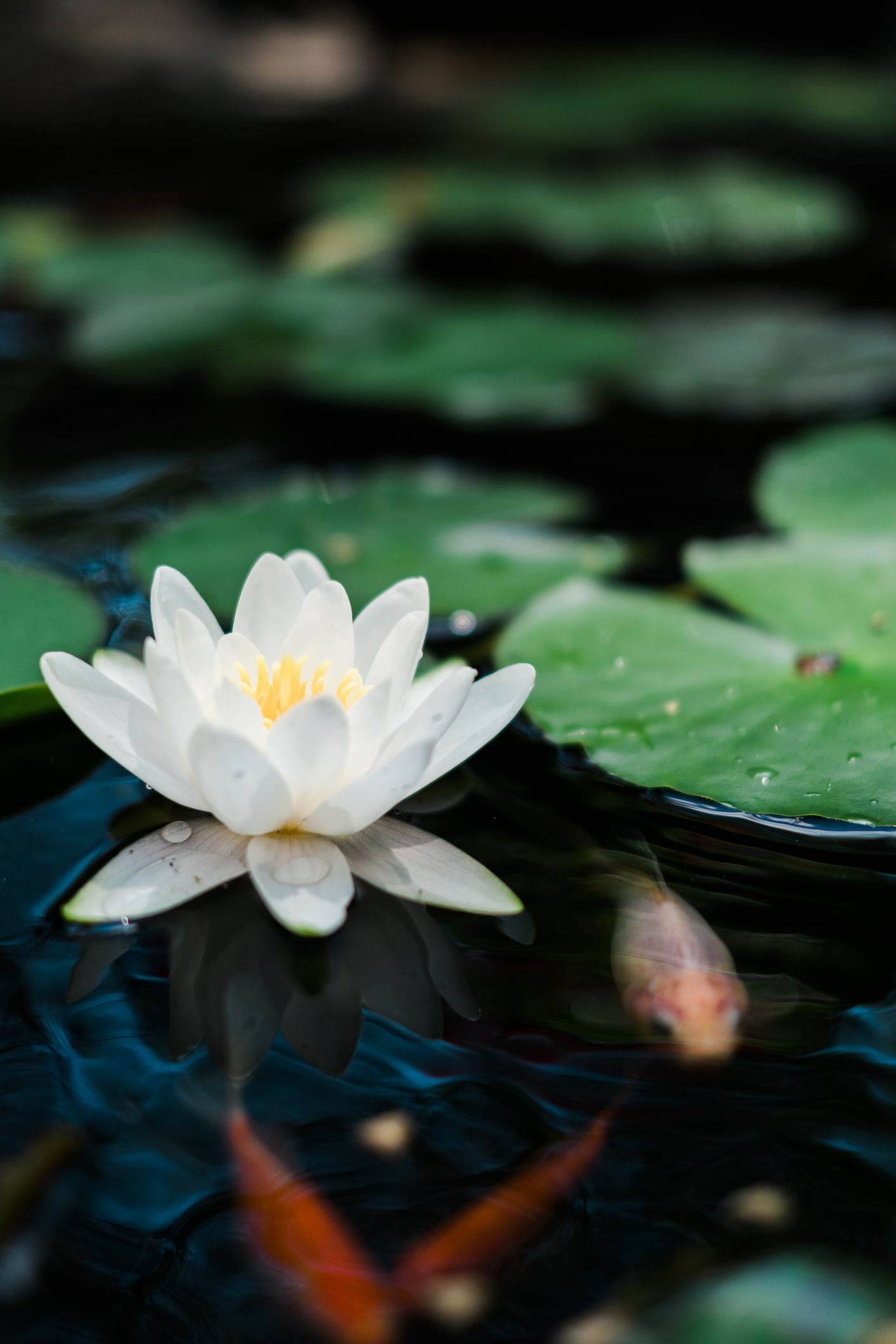 flower meanings, white lotus in a pond