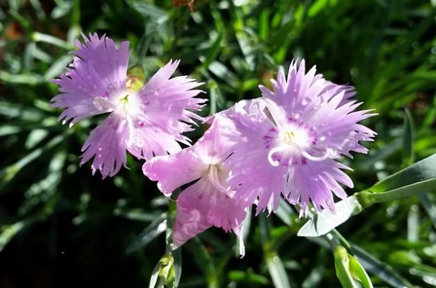 Fragrant Flowers Firewitch Dianthus 2