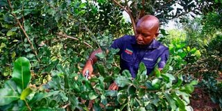James Kamau Murango