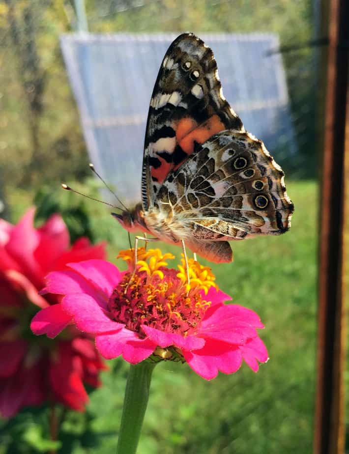 Painted Lady Butterfly on pink zinnia in Southern Ontario.